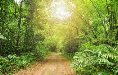 Bambu orman tünelde