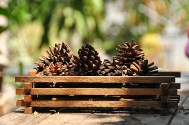 Çam kozalakları masada