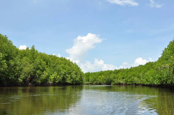 mangrov orman içinde Güney Tayland
