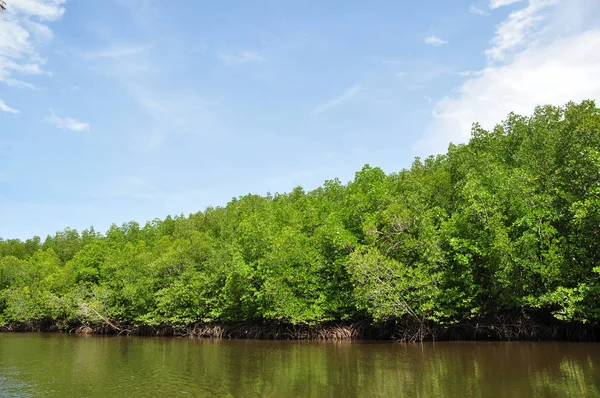 mangrov orman içinde Güney Tayland