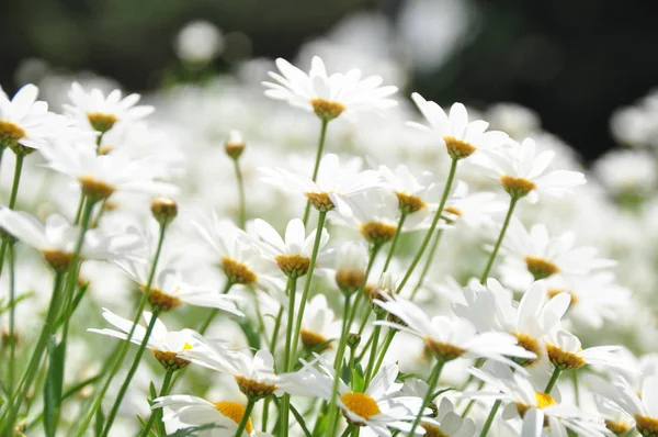 花园里的雏菊花 — 图库照片