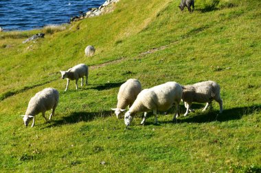 haugesund Norveç çiftlikte viking koyun