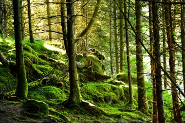 Sunbeam viking çiftliğinde Norveç orman