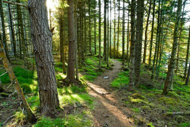 Sunbeam viking çiftliğinde Norveç orman