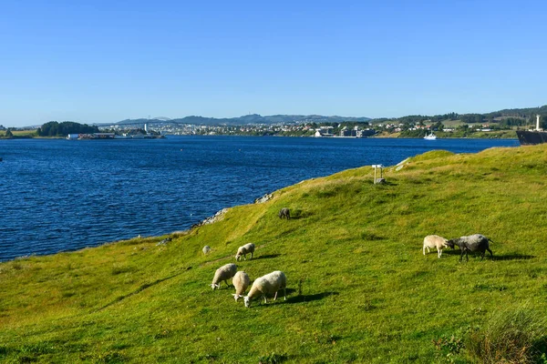 Ovce Viking Farmě Haugesund Norsko — Stock fotografie