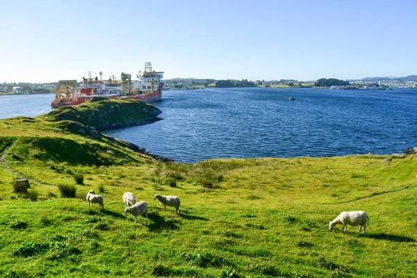 Ovce Viking Farmě Haugesund Norsko — Stock fotografie