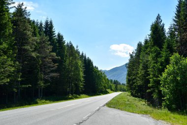 asfalt yol ile ağaç