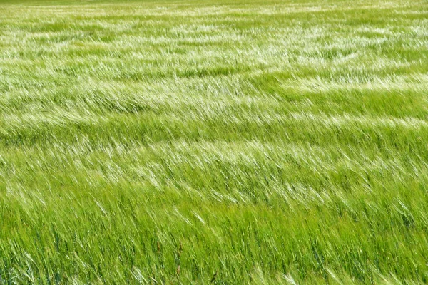 Yeşil otlar rüzgarda