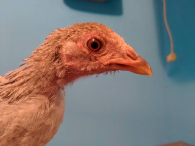 Mavi arka plan üzerinde tavuk