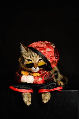 Kedi kostümü ve gözlük.