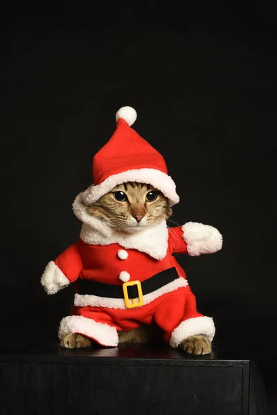 Kattklädd Santa Outfit — Stockfoto