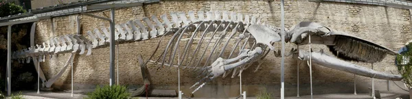 在诺曼底暴露在外的鲸鱼的整个骨架 — 图库照片