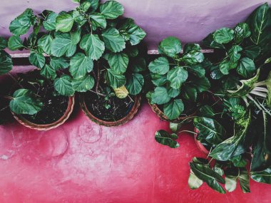 Kırmızı bir arka plan karşı kapalı Saksı bitkileri.