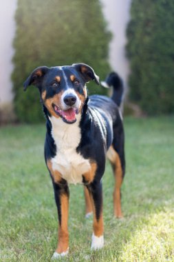 Appenzeller yeşil çimenlerin üzerinde çalışan Sennenhund