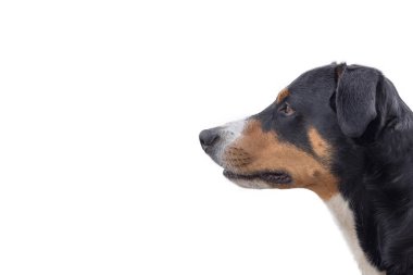 Beyaz arka plan - sevimli köpek portre izole Appenzeller dağ köpek