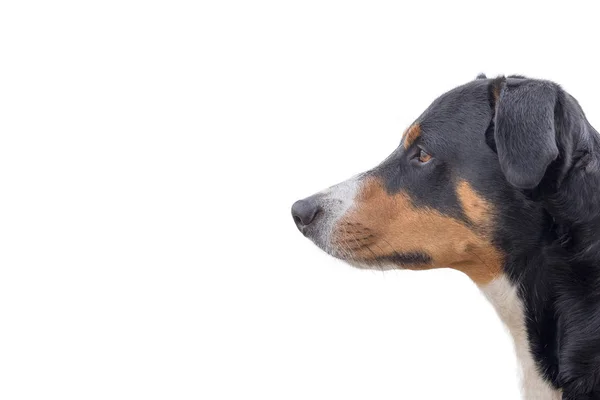 Симпатичный Портрет Собаки Белом Фоне Изолированный Аппенцеллер Маунтин Дог — стоковое фото