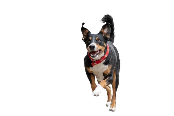 köpek Appenzeller dağ köpek izole, beyaz arka plan ile - uçan