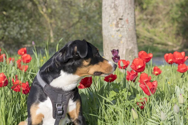 チューリップ開花 Appenzeller Sennenhund — ストック写真