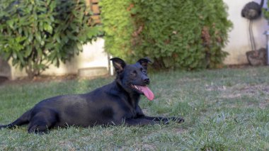 siyah karışık cins köpek