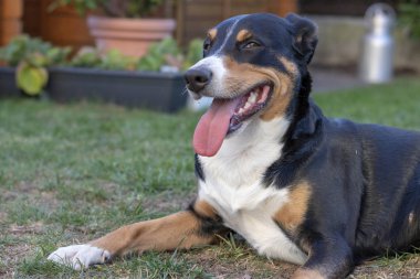 Appenzell büyükbaş hayvan köpek yeşil çimenlerin üzerinde