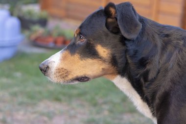 Appenzeller dağın köpek dışında poz