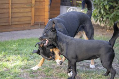 Appenzeller dağ köpek ve karışık köpek birlikte oynayan ve bir çayırda hakkında haşarılık