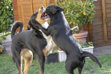 Appenzeller dağ köpek ve karışık köpek birlikte oynayan ve bir çayırda hakkında haşarılık