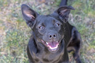 bir gülümseme ile mutlu siyah köpek 