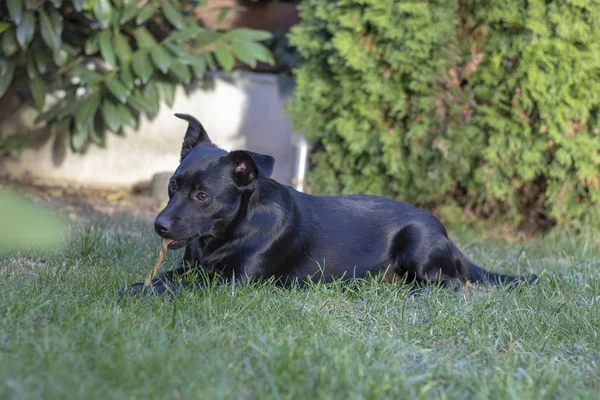 Чорний Змішаний Собака Породи — стокове фото