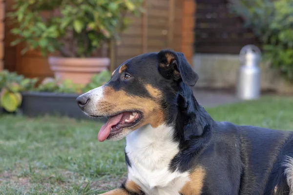 Appenzell Cattle Dog Green Grass — Stock Photo, Image