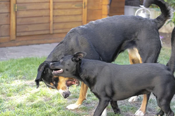 Appenzeller Sennenhond Gemengde Hond Samen Spelen Ravotten Een Weide — Stockfoto