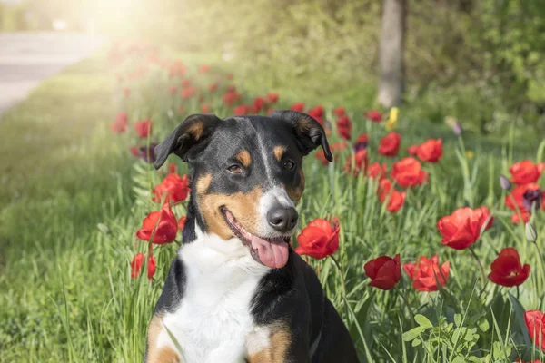 チューリップ開花 Appenzeller Sennenhund — ストック写真