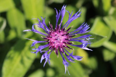 Yaz aylarında tutku meyve çiçek yakın çekim