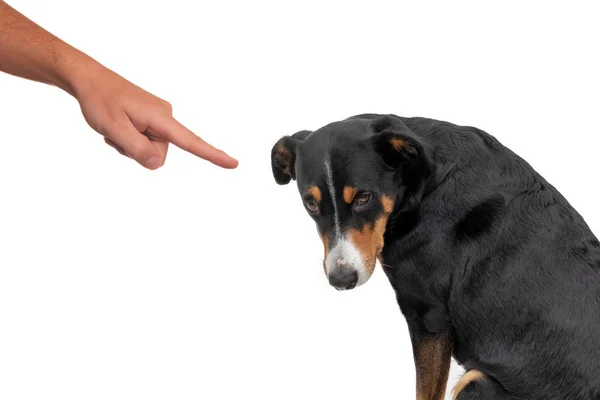 悪いアペンセラー犬 彼を指して指で所有者を押すと 白い背景に隔離されました — ストック写真