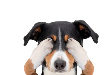 Her iki gözlü köpek kapsayan gizleme 