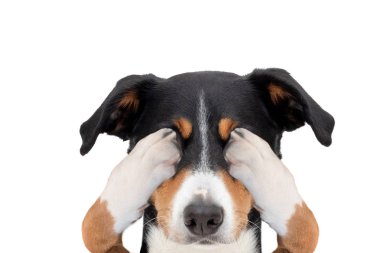 Hiding covering both eyes dog  clipart