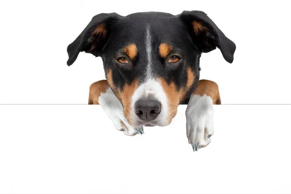 Bedårande Hund Med Tomt Bräde Appenzeller Sennenhund — Stockfoto