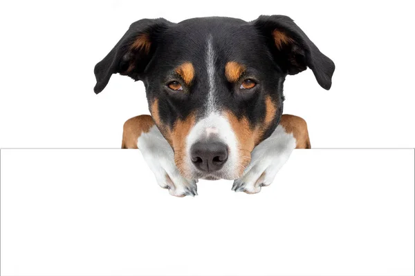 Bedårande hund med tomt bräde, Appenzeller Sennenhund — Stockfoto