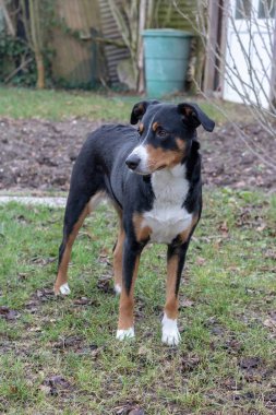 Apenzeller Kışın açık havada Dağ Köpeği 