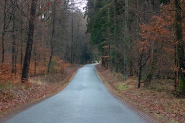 Almanya Hessen ağaçlarda olan kış ülke yol