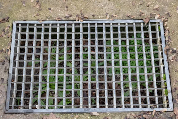 waterway and road - grass. iron grate of water drain in grass garden field. Steel rusty grating in the Grass garden and concrete. Manhole cover metal and way