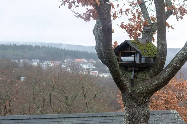 Alimentadores Pássaros Uma Árvore Inverno Alemanha — Fotografia de Stock