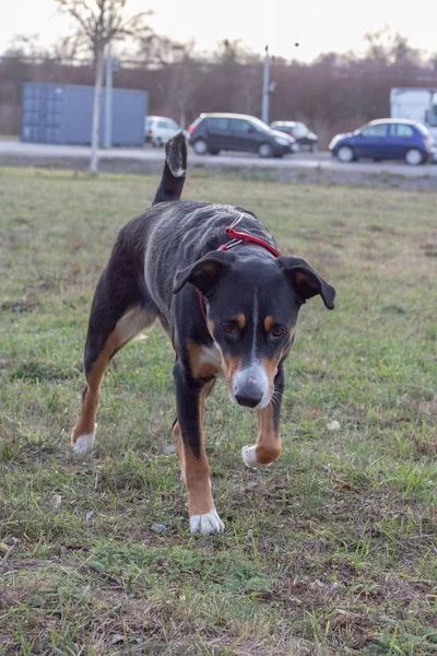 Schöner Appenzeller Sennenhund Winter — Stockfoto