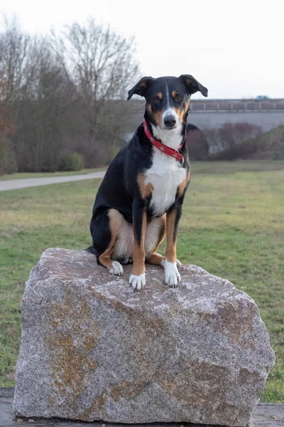 Bellissimo Cane Montagna Appenzeller Inverno — Foto Stock