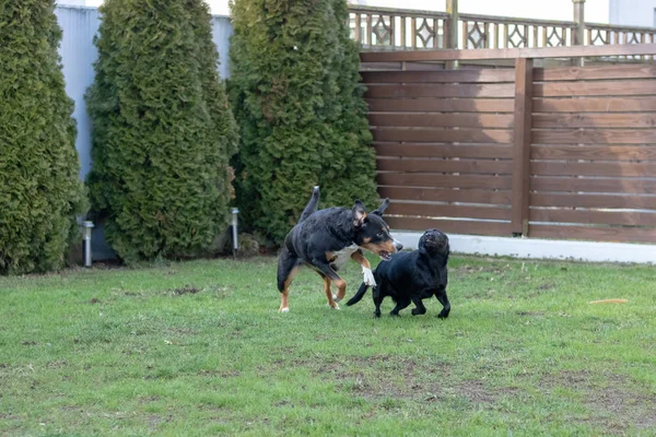 Two Dogs Playing Together Outdoors Little Big Dog Appenzeller Mountain — Stock Photo, Image