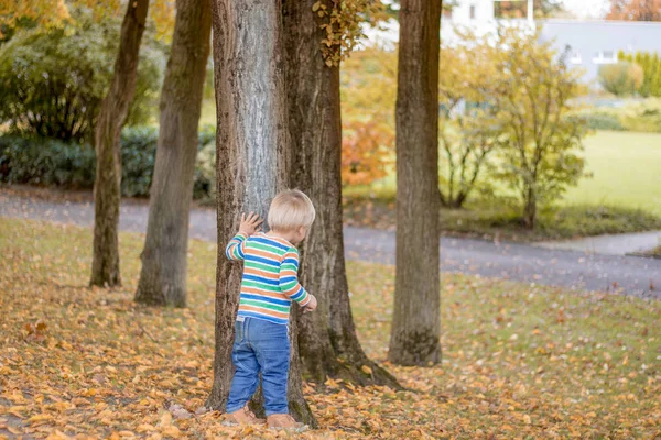 Чарівна Щаслива Дитина Світлим Волоссям Заглядає Навколо Дерева Грає Ховатися — стокове фото