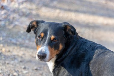 Appenzeller Sennenhund. Köpek parkta kış üzerinde duruyor. Appenzeller dağın köpek portresi