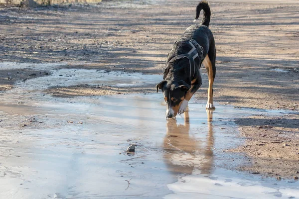 Gran Perro Sin Hogar Para Hielo Agua Helada Invierno Appenzeller — Foto de Stock
