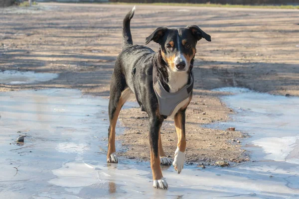 Gran Perro Sin Hogar Para Hielo Agua Helada Invierno Appenzeller — Foto de Stock