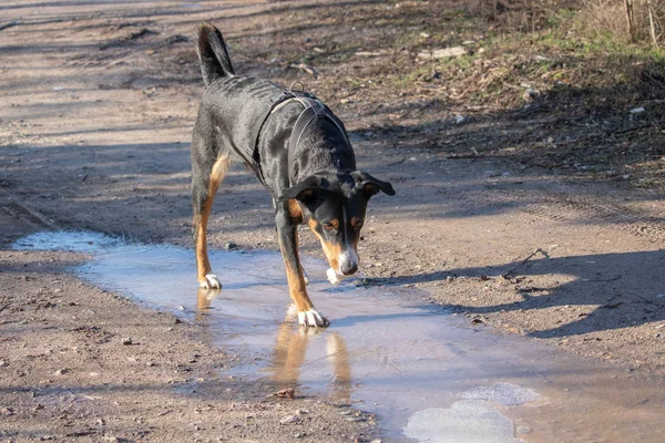 Gran Perro Sin Hogar Para Hielo Agua Helada Invierno Appenzeller — Foto de Stock